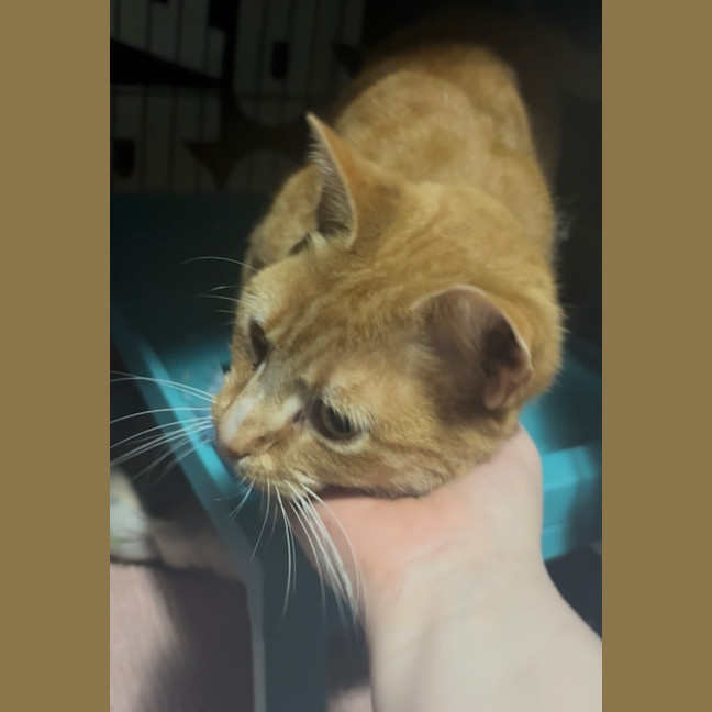 Photo of Martin **2nd Chance Cat Rescue**