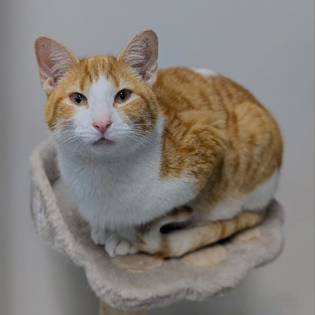 Photo of Gouda