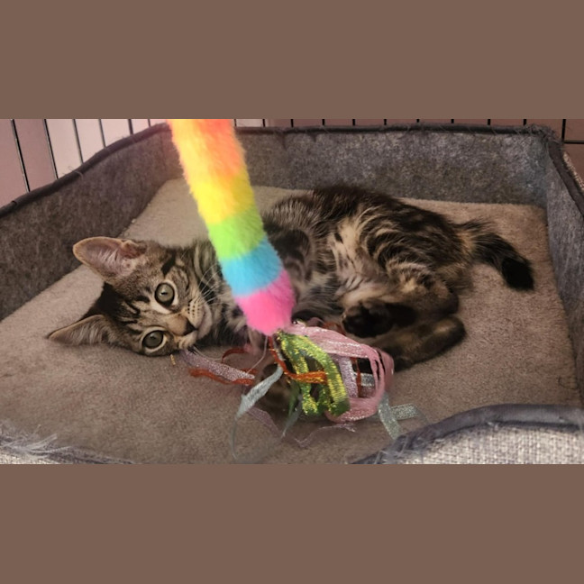 Photo of Emerald  On Display At Vets On Parker, Templestowe