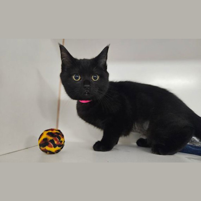 Photo of Morticia