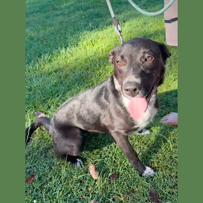 Photo of Kelcee *$350 Adoption Fee*