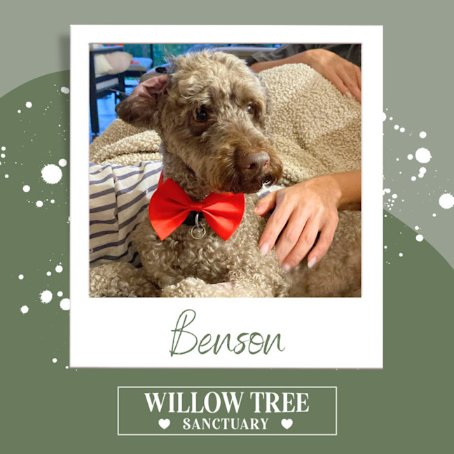 Photo of Benson