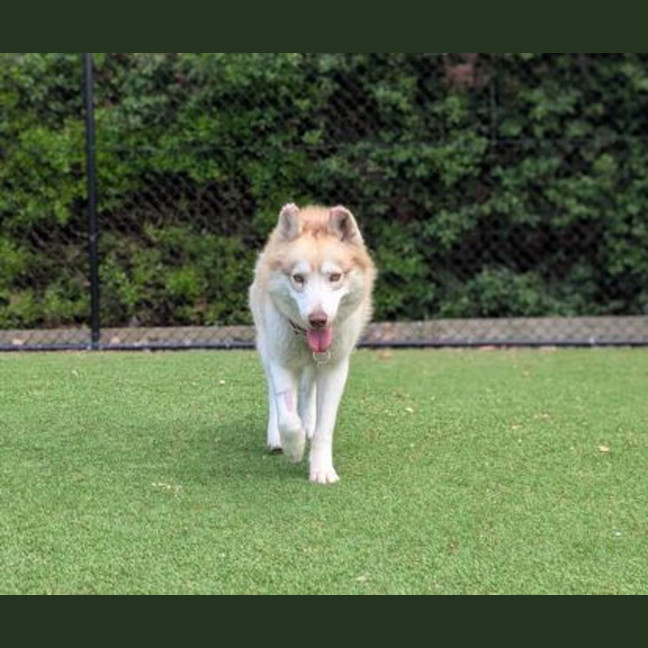 Photo of Suko