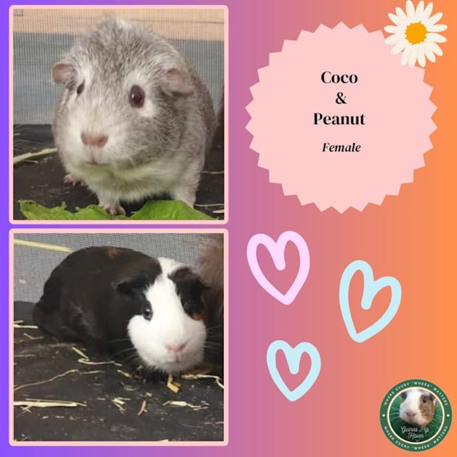 Photo of Coco & Peanut