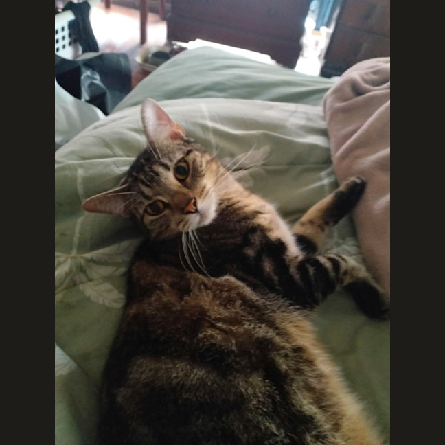 Photo of Cookie