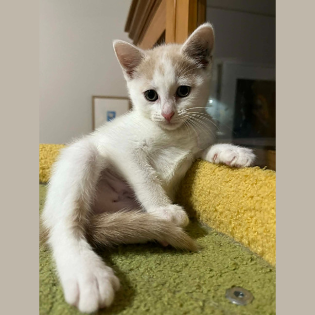 Photo of Clover