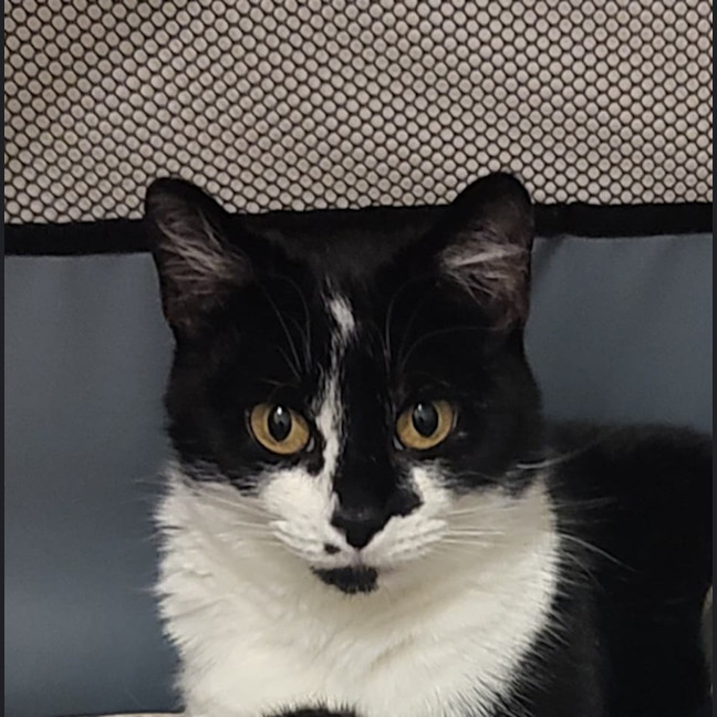 Photo of Tilly