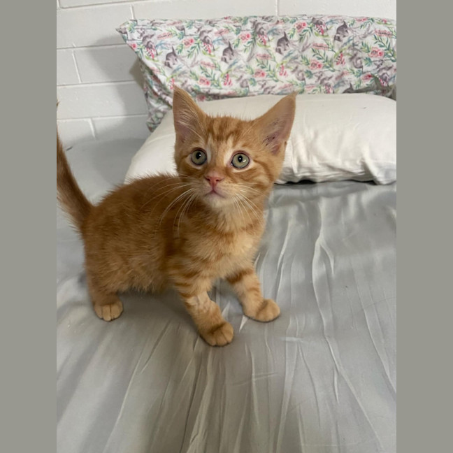 Photo of Hercules   Located In Ashwood