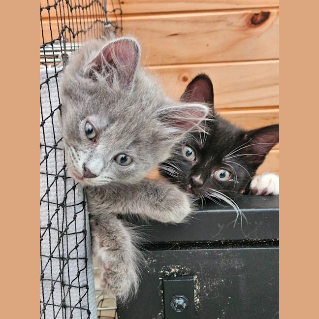 Photo of Ace **2nd Chance Cat Rescue **