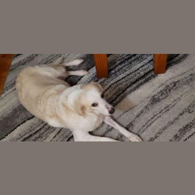 Photo of Possum 💜