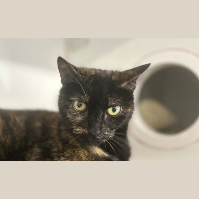 Photo of Missy