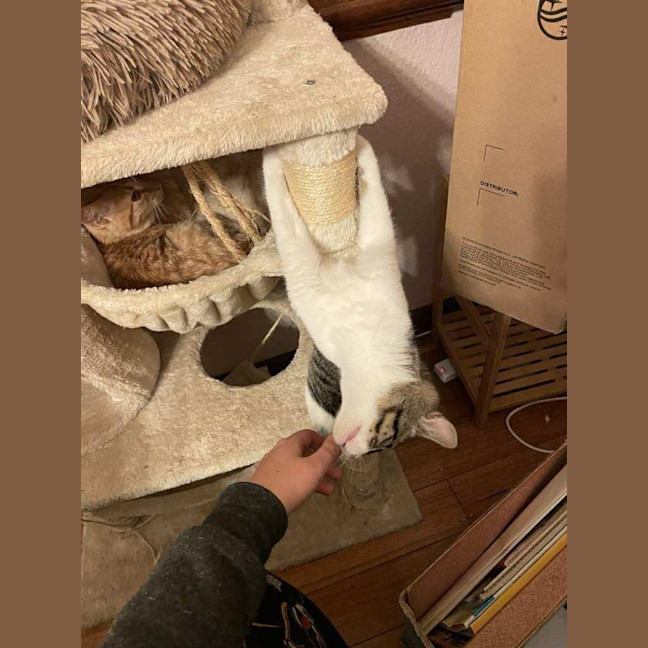 Photo of Mr White   Located In Reservoir