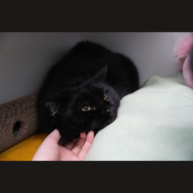Photo of Foxtrot