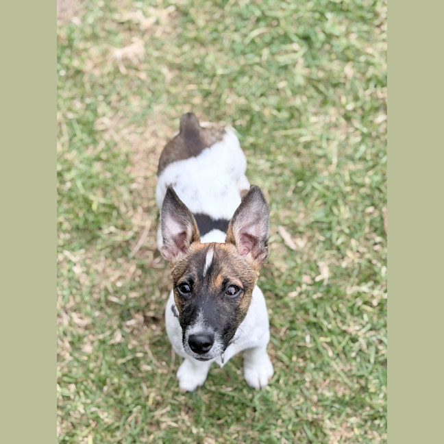 Photo of Ollie