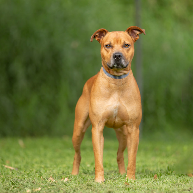 Photo of Bohdi (Previously Pancake)