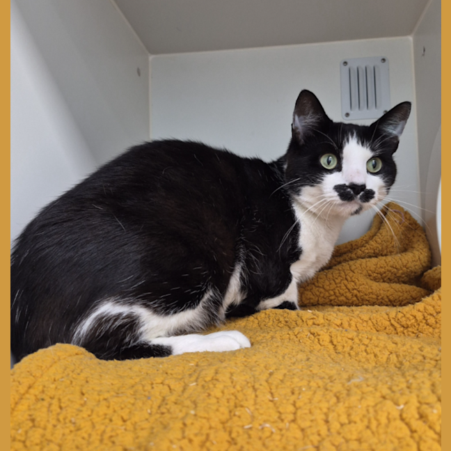 Photo of Louie (Formerly Lance)