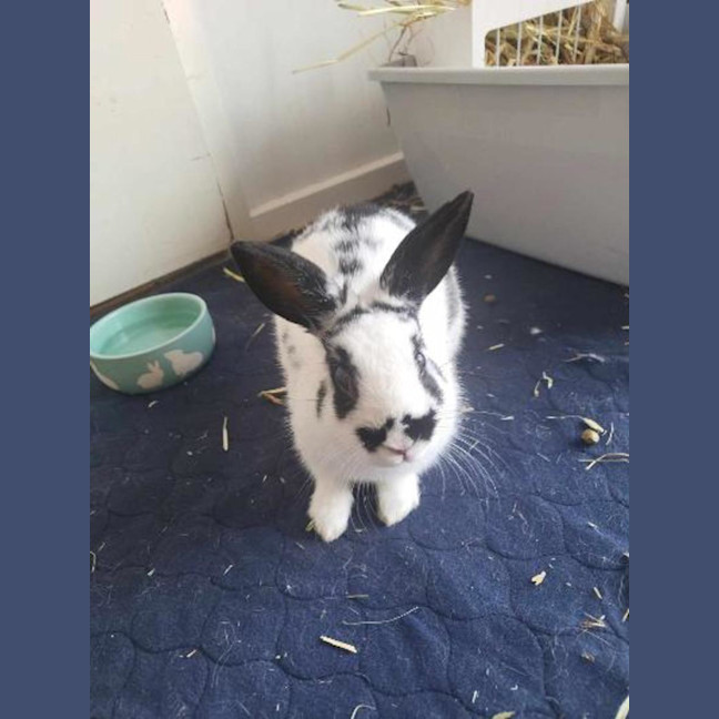 Photo of Hummingbird