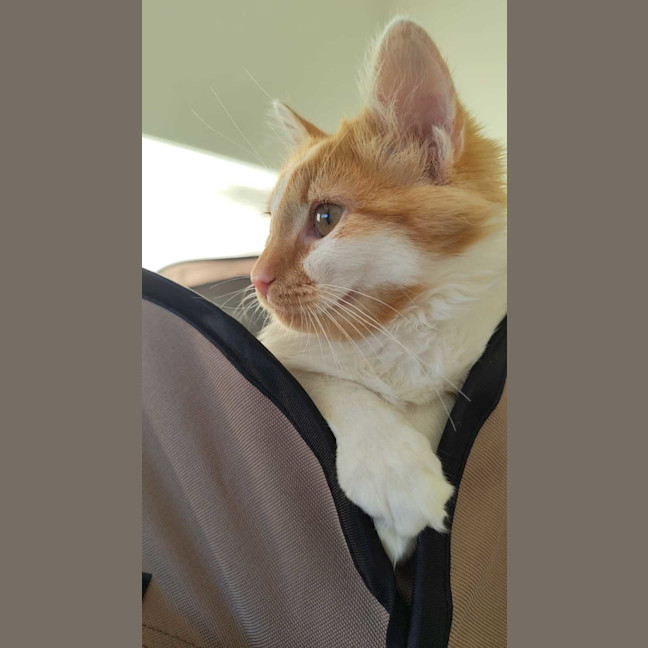 Photo of Dash