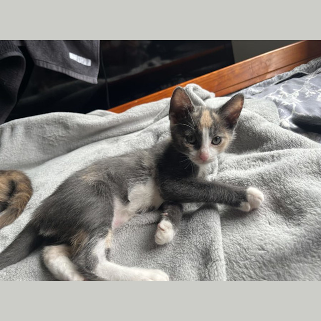 Photo of Vera & Violet