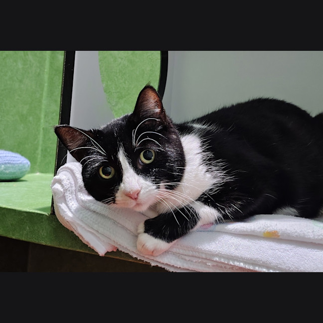 Photo of Fifi