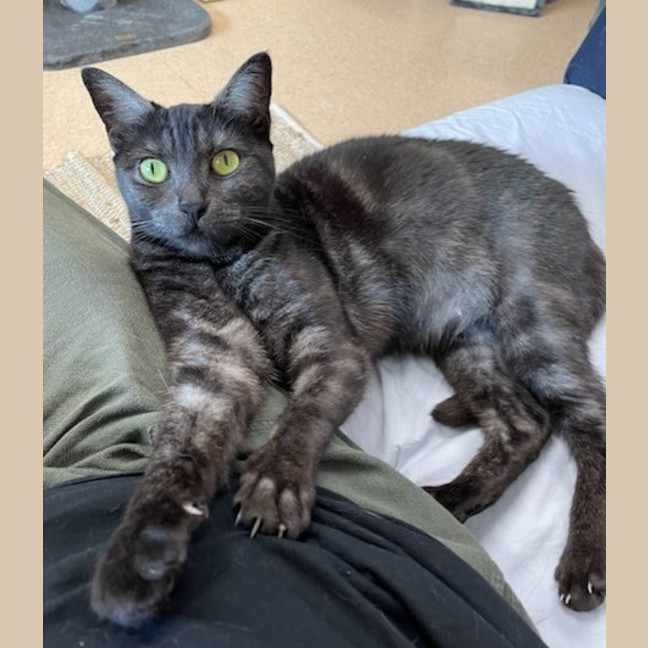 Photo of Cosmo