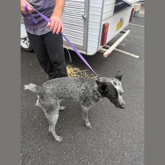 Photo of Bluey