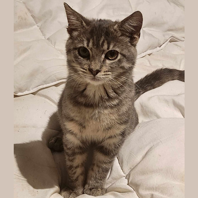 Photo of Tigger