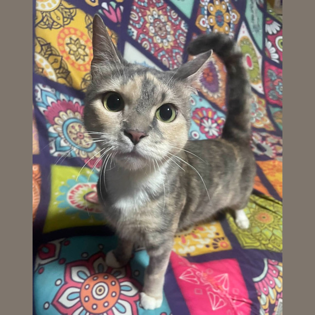 Photo of Gentleheart (Gingerbread)