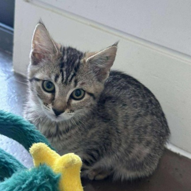 Photo of Waffles