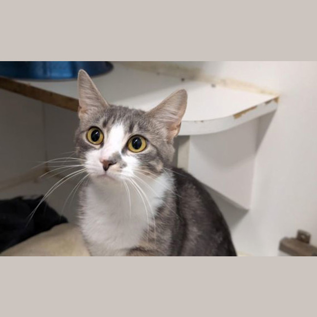 Photo of Nutmeg