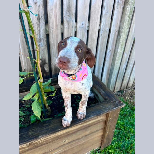 Photo of Dakota