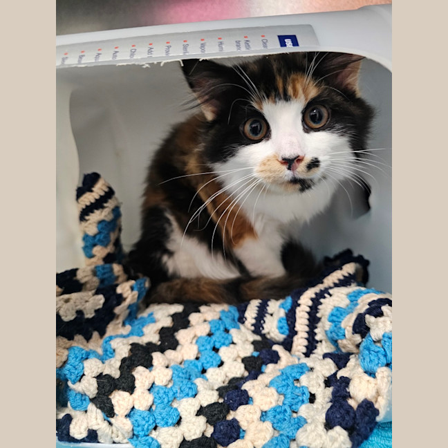 Photo of Domino