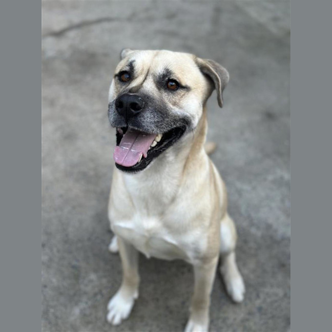 Photo of Simba