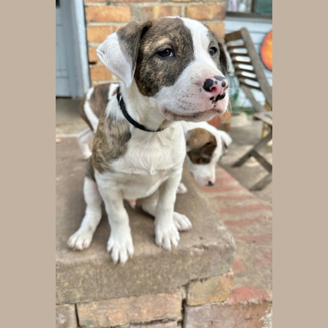Photo of Nibbler