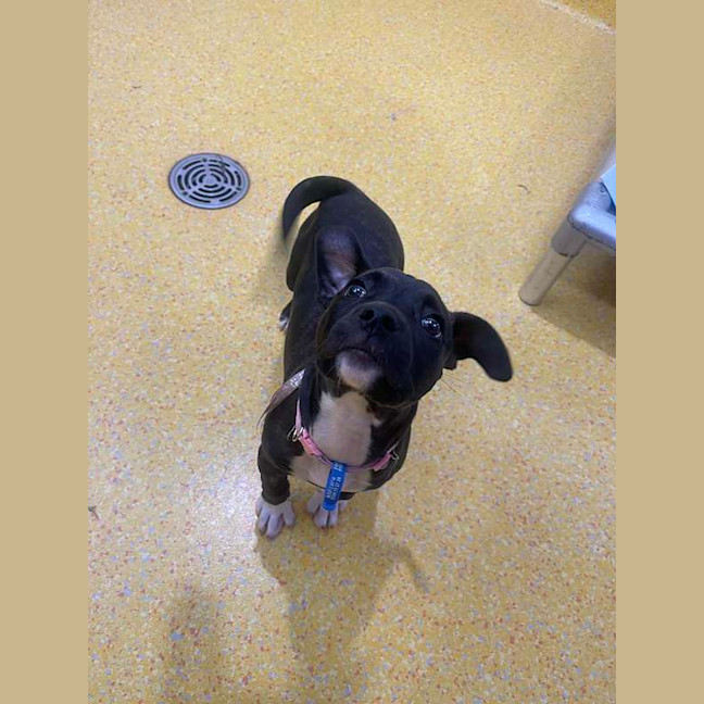 Photo of Nova