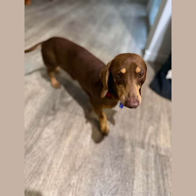 Photo of Milo   8 Year Old Dachshund