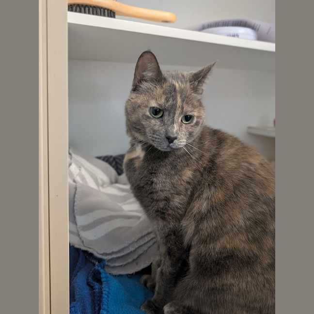 Photo of Meow Meow