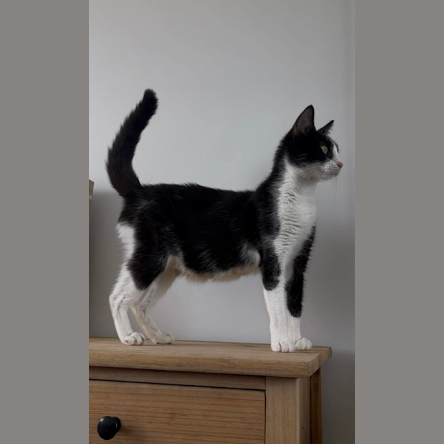 Photo of Cleo