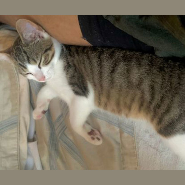 Photo of Uno
