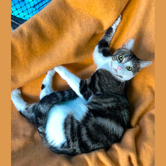 Photo of Judah ** 2nd Chance Cat Rescue **