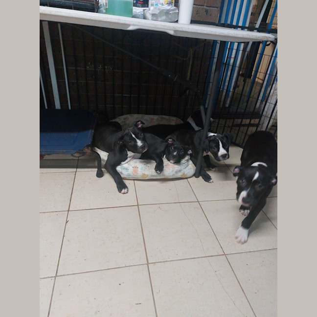 Photo of Staffy Pups