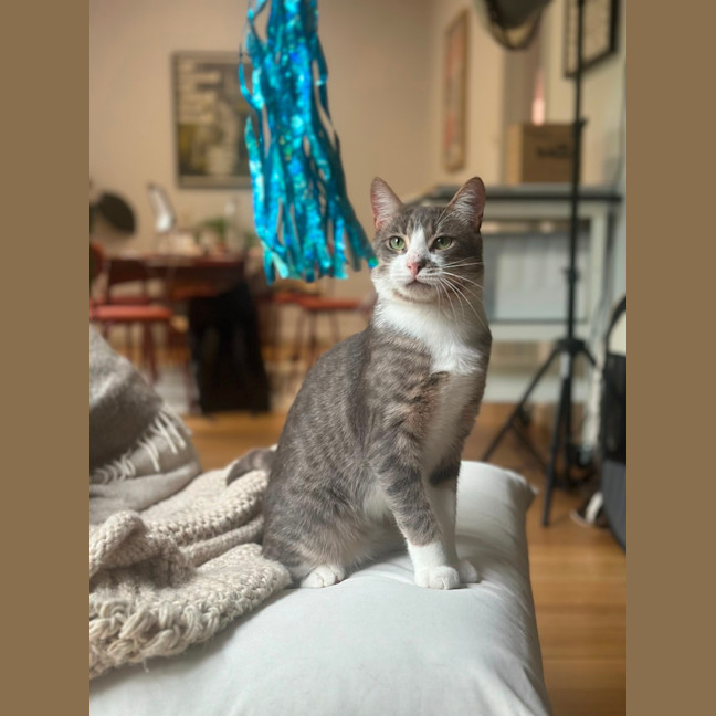 Photo of Mischa