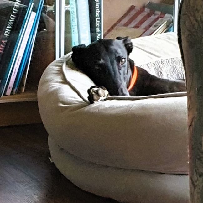 Photo of Fritz