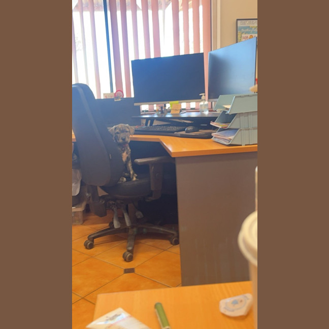 Photo of Uma (Lollie)