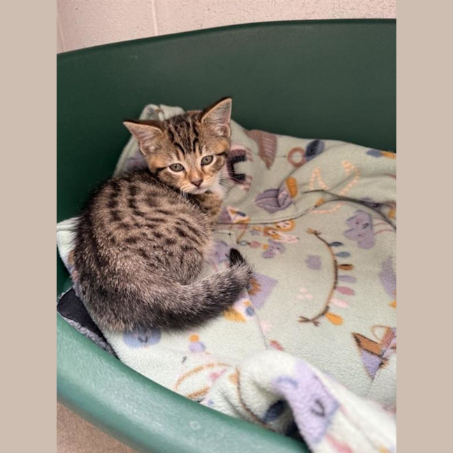 Photo of Twistie
