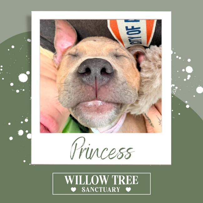 Photo of Princess