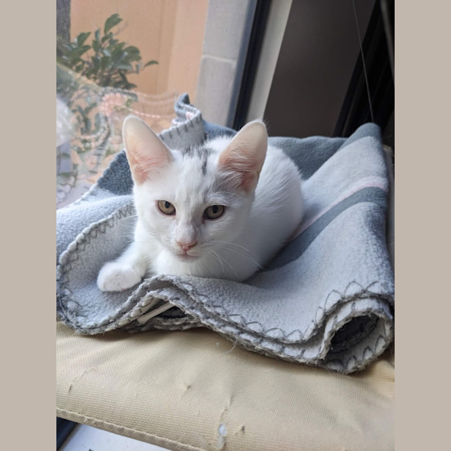 Photo of Yuki   Located In Coburg