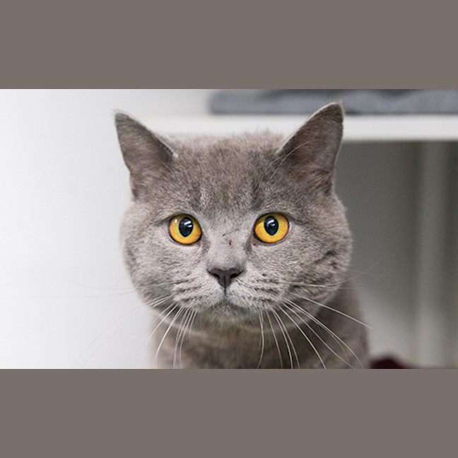 Photo of Maurice