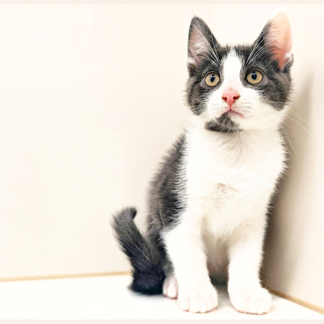 Photo of Meowcolm