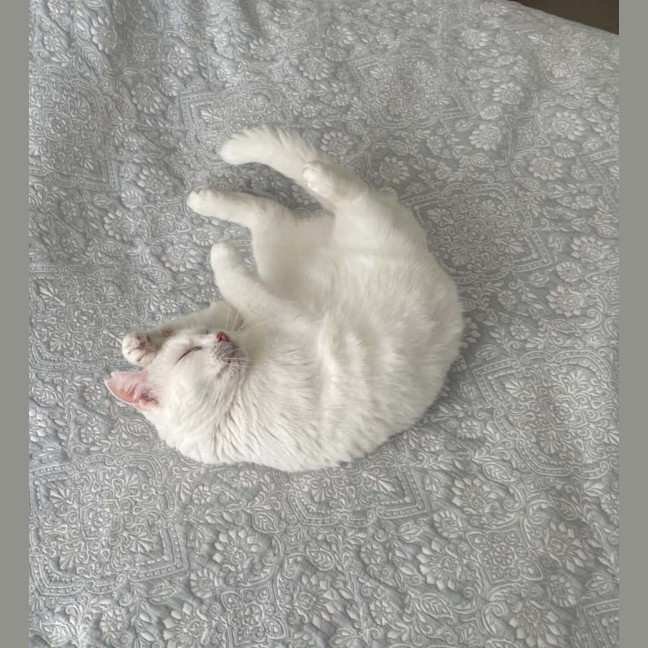 Photo of Snow White